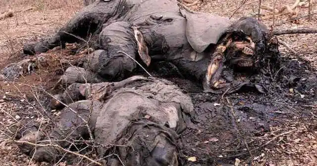 גופות פילים שנטבחו בציד בלתי חוקי כדי למכור את השנהב שלהם. מתוך ויקיפדיה