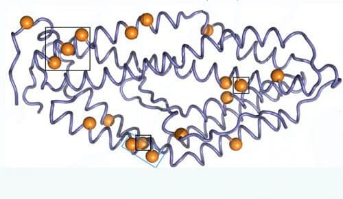 18 mutations introduced in the sequence coding for the RH5 protein, give the protein resistance to high temperatures without impairing its effectiveness as a malaria vaccine. Source: Magazin Weizmann Institute.