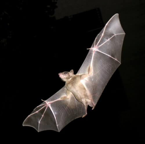 Common fruit bat. Weizmann Institute scientists report on a new type of neurons discovered in the bat brain. These neurons encode the direction and distance to the target to which the bat navigates and in this way they constitute a direct neural mechanism for navigating to targets. Source: Oren Pels, Derivative work: User:MathKnight, Wikimedia.