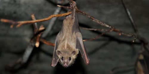Common fruit bat. Source: Lietuvos zoologios sodas, Wikimedia.
