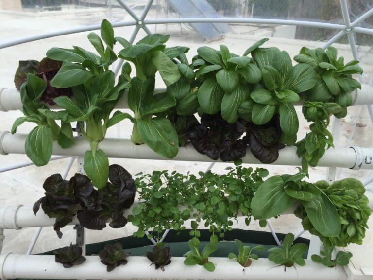 Home growing of vegetables using the hydroponic method. Photo: Courtesy of Flux