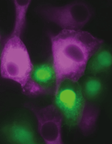 الجزء العلوي من الصورة الأصلية من الدراسة: تظهر في كلتا الصورتين خلايا حيوانية من مجموعتين - إحداهما ملونة باللون الأحمر والأخرى باللون الأخضر. يرسم اللون الأرجواني السيتوبلازم في الخلية، بينما يرسم اللون الأخضر السيتوبلازم ونواة الخلية، والتي تظهر على شكل دائرة ذات لون أكثر كثافة في الخلايا. في الصورة العلوية، تحتفظ كل خلية بهويتها المنفصلة. الائتمان: صنادل التخنيون.