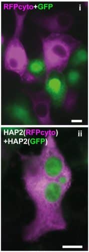 Photograph from the study: in both photographs animal cells from two populations are visible - one is colored red and the other green. The purple color paints the cell cytoplasm, while the green color paints the cytoplasm and the cell nucleus, which is seen as a circle with a denser color in the cells. In the upper photo, each cell maintains its separate identity, while in the lower photo, where plant HAP2 proteins are expressed, the cells fuse together and thus a single cell with three nuclei is formed. Credit: Technion barges.