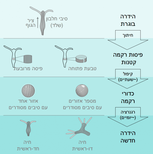 Diagram showing the study. Source: Technion spokesmen.