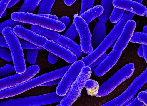 חיידקי E. coli, שאותם בחנו חוקרי האוניברסיטה העברית במחקר הראשון המתואר בכתבה. מקור: NIAID.