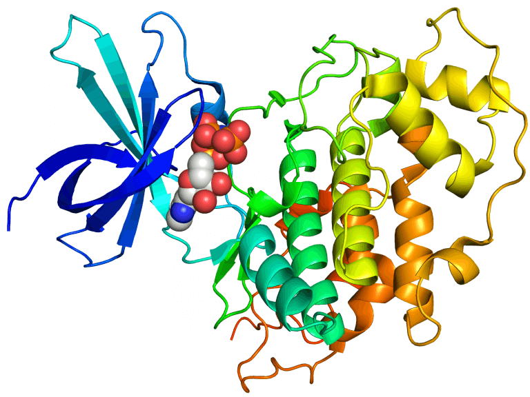 Diagram of 3-GSK enzyme. How do complex molecules like proteins work together? Source: Boghog, Wikimedia.