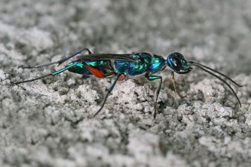 The jewel leper is a spectacular species both visually and from an evolutionary point of view. Its unique venom is capable of enslaving the minds of other insects. Source: Muhammad Mahdi Karim, GNU Free Documentation License.