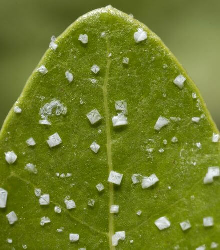 גבישי מלח על גבי עלה שך צמח מנגרובה, העמיד למים מלוחים. מקור: Ulf Mehlig / Wikimedia.