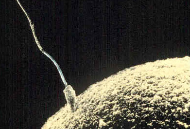 מדענים מנסים לשנות את הגנים של עוברי אדם, אבל תאי זרע עשויים להיות מטרות נוחות יותר. מקור: pdimages.com / Wikimedia.