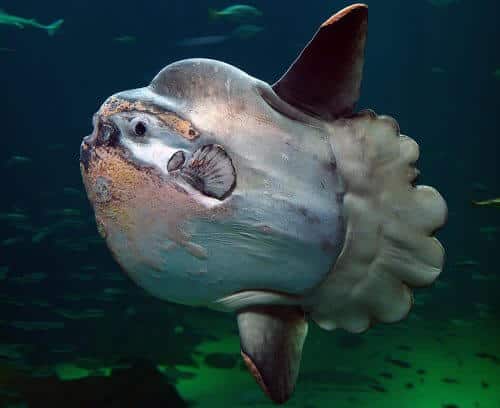 sun fish Photo: Per-Ola Norman, Wikimedia.