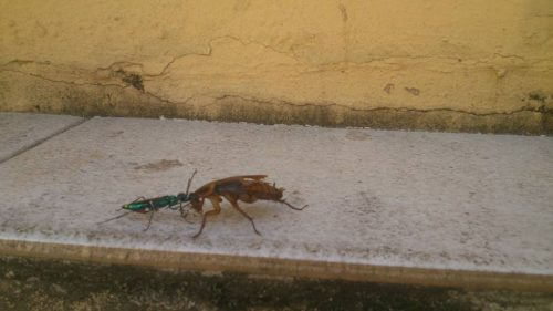 The jewel leprosy attacks a cockroach. Source: JMGM, Wikimedia.