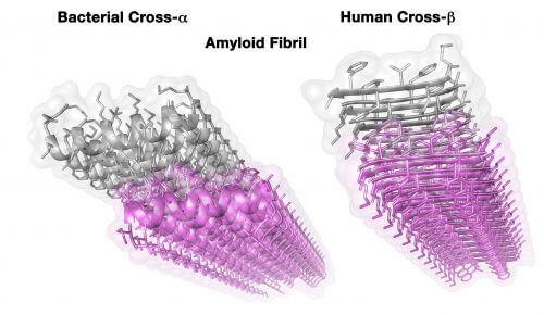 Crystal structure of an amyloid fibril of human origin (right) and of the amyloid fibril in a recently discovered bacterium (left). The XNUMXD structure, with atomic resolution, was obtained using X-ray crystallography - a method that provides a view of the structure down to the level of the single atom. The long fiber, which can theoretically get longer and longer, is made up of two surfaces (in purple and gray) that are held together by strong chemical bonds. Each surface is built from the same unit (peptide) that repeats itself along the surface. Structures of amyloids obtained to date have shown a similar configuration, but the structure of each unit (peptide) is fundamentally different in the case before us. While each unit in "standard" amyloids forms an aligned structure (called a β-strand), the bacterial amyloid forms a helix structure (α-helix). Therefore, if until today amyloid was defined as a cross-β structure (the repeating units are perpendicular to the fiber axis, therefore there is "crossing"), the new structure is called cross-α. Source: Courtesy of the Technion.
