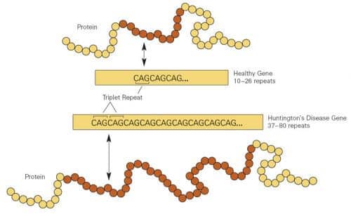 Chart showing the number of repeats of the CAG nucleotide sequence in the gene of a healthy person (above), and the one found in the DNA of a Huntington's disease patient. Source: National Institute of General Medical Sciences.