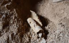 שריד מגילה מגולגלת שנמצא בזמן בחפירה במדבר יהודה. צילום: קייסי לו ואורן גוטפלד
