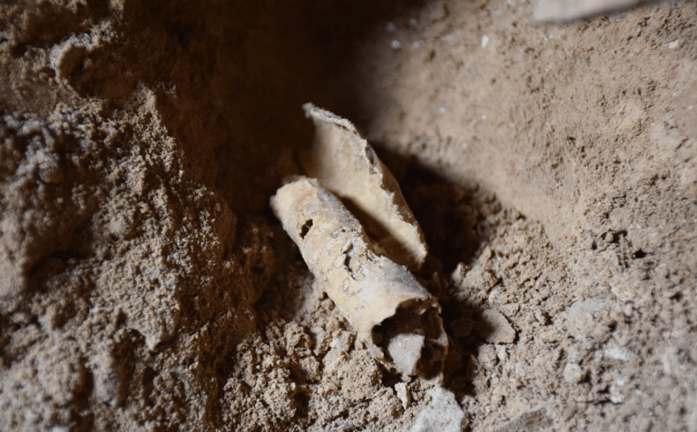 بقايا لفيفة تم العثور عليها في ذلك الوقت أثناء التنقيب في صحراء يهودا. الصورة: كيسي لو وأورين جوتفيلد