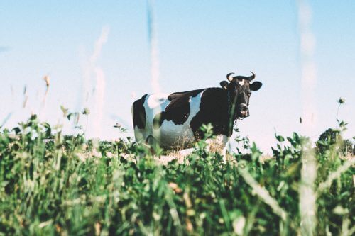 يأتي جزء كبير من انبعاثات غاز الميثان من الغازات المنبعثة من الأبقار والأغنام التي يتم تربيتها في صناعة اللحوم. الصورة: أنجلينا ليتفين.