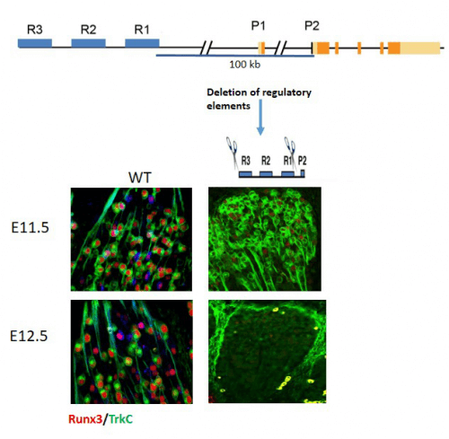 تُظهر اللوحة العلوية وحدة النسخ Runx3 التي تتضمن منطقة الترميز لجين Runx3 (برتقالي/أصفر)، ومنطقتي المروج (P1 وP2)، والقطعة البعيدة عن الجين، والتي تحتوي على وحدات التحكم الثلاثة R1، R2، R3 (الأزرق). تُظهر الصور الموجودة في الجزء السفلي تعبير Runx3 (الأحمر) في الخلايا العصبية TrkC (الأخضر) في العقد الموجودة على جانبي العمود الفقري في الفئران غير المعدلة وراثيًا (WT)، وفي مراحل مختلفة طوال التطور الجنيني: في المنتصف في اليوم الثاني عشر من مرحلة التطور الجنيني (أعلى اليسار) وفي منتصف اليوم الثالث عشر (أسفل إلى اليسار). يؤدي اقتطاع وحدات التحكم الثلاثة باستخدام طريقة CRISPR/Cas12 في منتصف اليوم الثاني عشر (أعلى اليمين) إلى فقدان تعبير Runx13، وبالتالي - إلى موت خلايا TrkC في منتصف اليوم الثالث عشر (أسفل اليمين) ). يؤدي موت الخلايا العصبية TrkC إلى ترنح شديد لدى الفئران المولودة بدون خلايا TrkC.