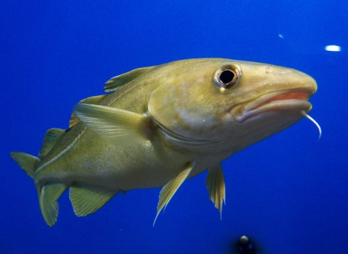 Cod. Communicate using sounds. Photo: August Linnman.