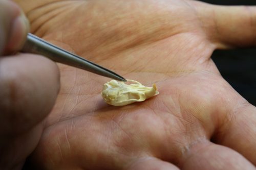  גולגולת של עכבר – הפינצטה מצביעה על השיניים. מקור: באדיבות אוניברסיטת חיפה.