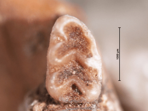 הגדלה מיקרוסקופית של שן העכבר – גודלה כ 1 מ"מ. מקור: התמונה באדיבות אוניברסיטת חיפה.