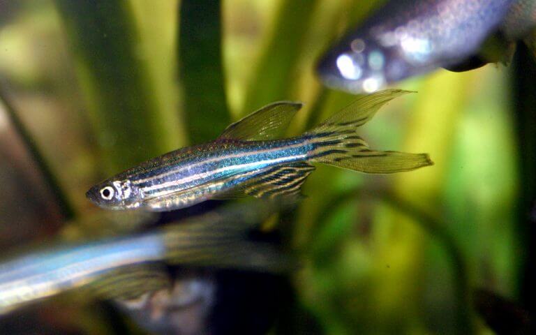Zebra fish. Photo: Marrabbio2, Wikimedia.