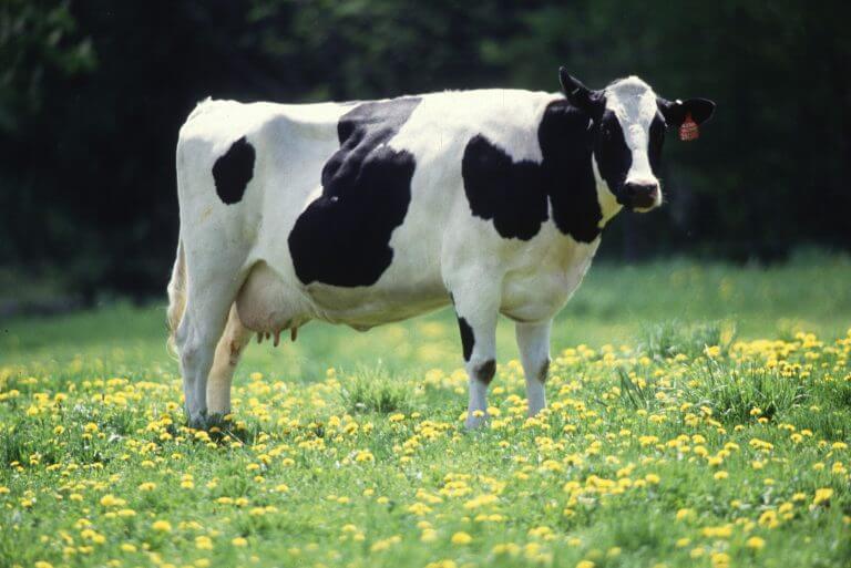 cow. Third wave systems can explain that there is a high probability that it is a cow because it has four legs, a white surface area with black spots, udders and horns. Source: Keith Weller/USDA.