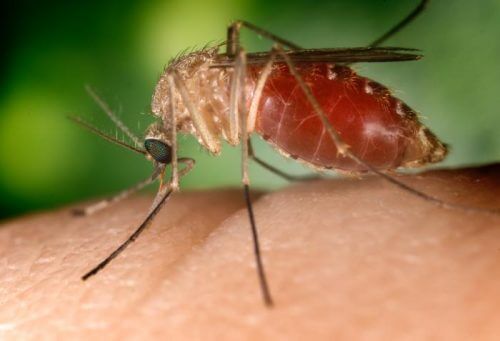 יתוש Culex quinquefasciatus - הנושא ומפיץ את וירוס הנילוס המערבי. מקור: CDC/Jim Gathany 2003 / Wikimedia.