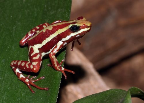 The poison dart frog. Source: H. Krisp, Wikimedia.