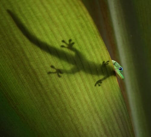 Among the developments made in the Biotechnology and Food Engineering Laboratory at the Technion are stickers for mouth ulcers, which were developed inspired by the adhesive ability of geckos. Photo: Brocken Inaglory, Wikimedia.