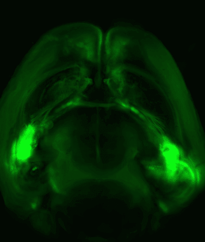 دماغ الفأر من الأعلى: تمتد الامتدادات العصبية بين اللوزتين (المنطقتين الأكثر سطوعًا، على جانبي الدماغ) والقشرة الدماغية (الجزء العلوي). المصدر: من الدراسة.