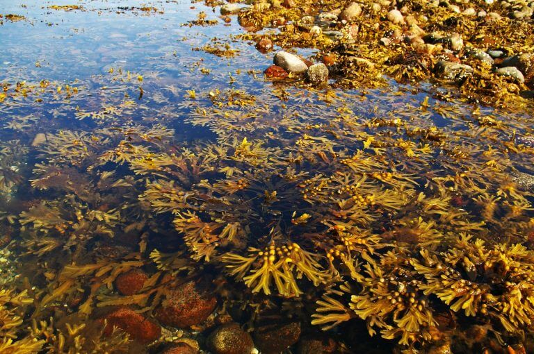 algae. Source: pixabay.com.