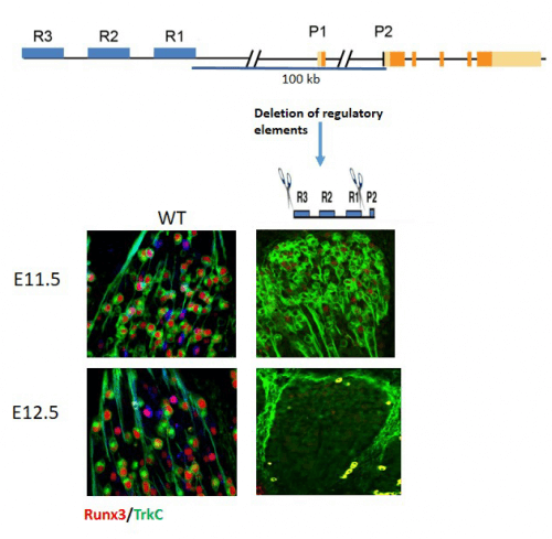 בלוח העליון נראים יחידת תעתיק Runx3 הכוללת את האיזור המקודד של הגן Runx3 (כתום/צהוב), שני אזורי הפרומוטור (P1 ו-P2), והמקטע המרוחק מהגן, אשר מכיל את שלושת הבקרים R1, R2, R3 (כחול). בתמונות בחלק התחתון נראה ביטויו של Runx3 (אדום) בנוירונים TrkC (ירוק) בגנגליונים שבצידי עמוד השדרה בעכברים לא מהונדסים (WT), ובשלבים שונים לאורך ההתפתחות העוברית: באמצע היום ה-12 להיווצרות העובר (למעלה משמאל) ובאמצע היום ה-13 (למטה משמאל). קטיעת שלושת הבקרים בשיטת CRISPR/Cas9 באמצע היום ה-12 (למעלה מימין) מובילה לאובדן הביטוי של Runx3, ועקב כך - למותם של תאי TrkC באמצע היום ה-13 (למטה מימין). מוות של תאי עצב מסוג TrkC גורם אטקסיה חמורה בעכברים שנולדו ללא תאי TrkC.