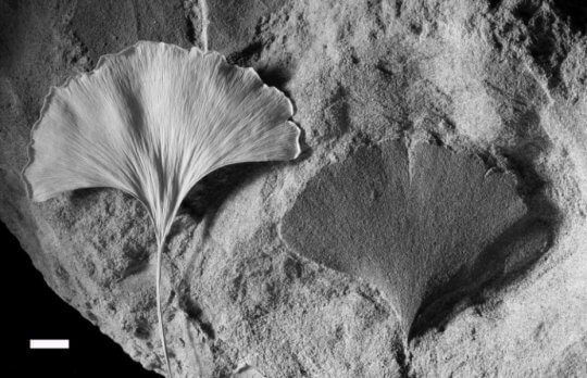 Live (left) and fossilized ginkgo leaf (right). The density of piones in such leaves provides an approximation of the atmospheric CO2 concentration in the past. Photo: Dana Royer, courtesy of the University of Southampton.