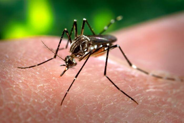 היתוש Aedes aegypt, שהוא בין מפיצי וירוס הזיקה. מקור: James Gathany / PHIL, CDC.