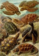 סוגי צבים שונים. האבולוציה היא ההסבר ההגיוני היחיד למגוון צורות החיים על פני כדור הארץ. מקור: Ernst Haeckel, Kunstformen der Natur (1904) / Wikimedia.