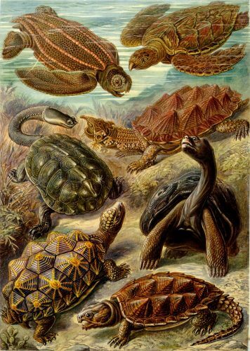 סוגי צבים שונים. האבולוציה היא ההסבר ההגיוני היחיד למגוון צורות החיים על פני כדור הארץ. אולם, גם כיום, לאחר מאה וחמישים שנה, התיאוריה עדיין מאיימת כל כך על המחזיקים באמונה דתית כלשהי. מקור: Ernst Haeckel, Kunstformen der Natur (1904) / Wikimedia.