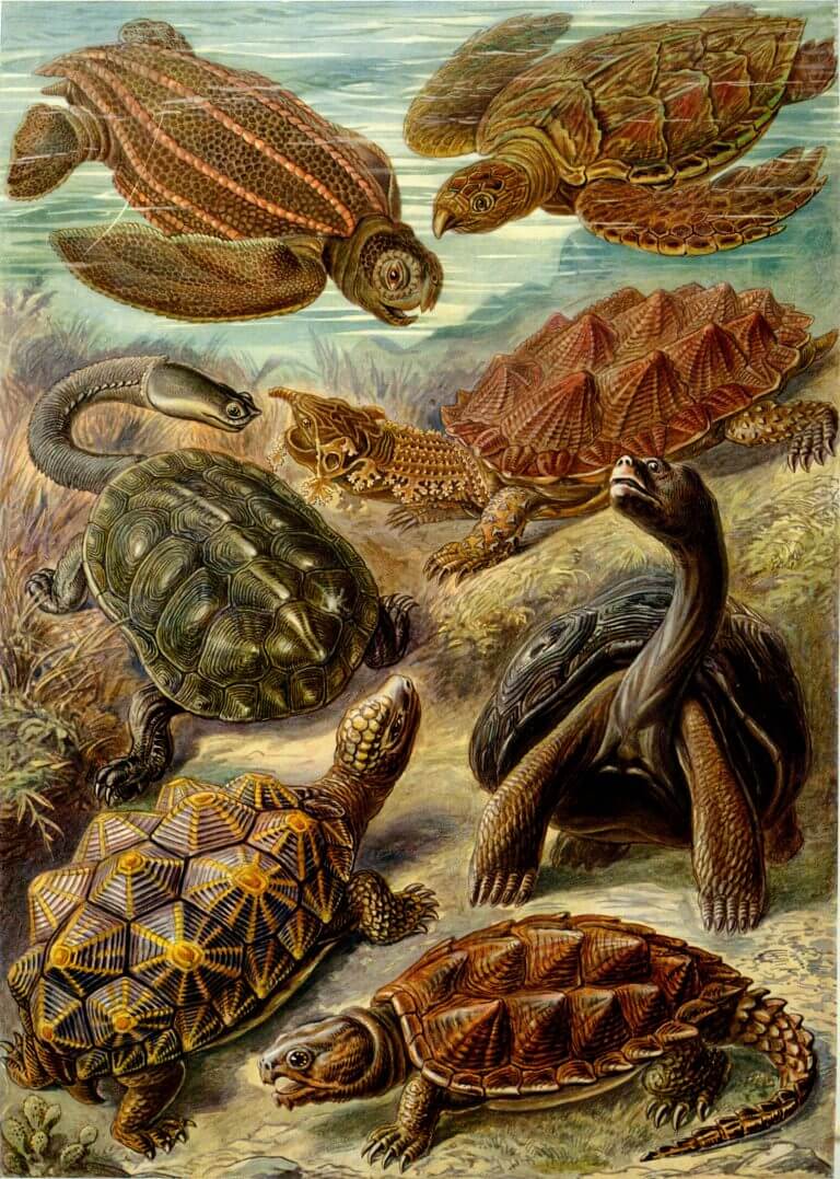 Different types of turtles. Evolution is the only logical explanation for the variety of life forms on Earth. Source: Ernst Haeckel, Kunstformen der Natur (1904) / Wikimedia.