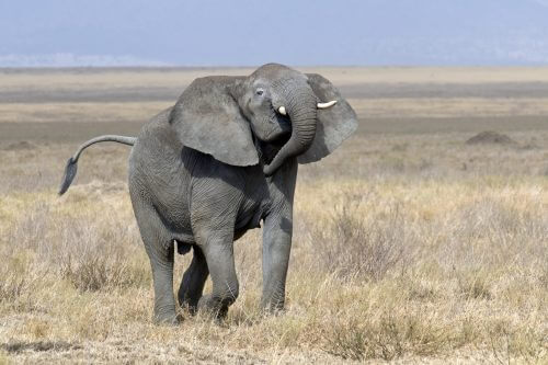 פילים מותירים בעקבותיהם בתי גידול לעשרות יצורים אחרים. צילום: Yathin S Krishnappa / Wikimedia.