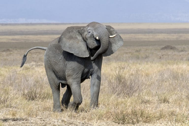 Elephants leave in their wake habitats for dozens of other creatures. Photo: Yathin S Krishnappa / Wikimedia.