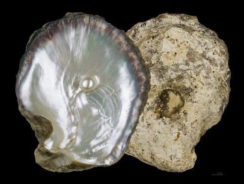 An example of biomimicry: researchers imitated the array of cracks they uncovered in the pearl shell to create glass 200 times stronger than normal glass. Photo: Didier Descouens / Wikimedia.