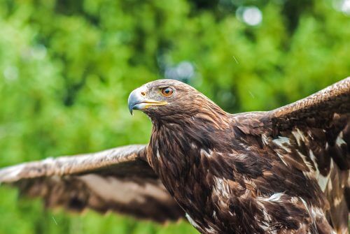 eagle. Source: Jeremy Cai.