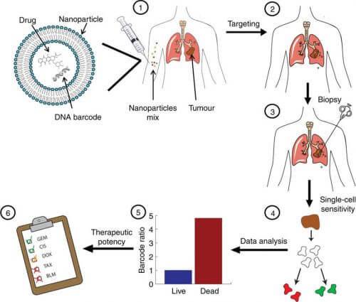 Diagram from the article, which presents the innovative method developed: "We pack tiny amounts of the anti-cancer drugs inside dedicated nanoparticles that we developed. The uniqueness of these nanometer packages is that they flow in the bloodstream to the tumor and there are swallowed by the cancer cells. To these packages we attach "In advance, artificial DNA sequences are used as barcode readers of the drug's activity in the cancer cells. After 48 hours, a sample (biopsy) is taken from the tumor, and the barcode analysis provides accurate information on the cells that were destroyed (or not) by each drug." Source: Zvi Yaari et al., Theranostic barcoded nanoparticles for personalized cancer medicine, Nature Communications 7, 2016.