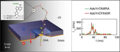 Schematic diagram of the system and the DNA molecules conjugated to a synthetic molecule that pulls them through the hole. Right: an example of the optical signal (in two colors) indicating the level of methylation. Courtesy of the Technion.