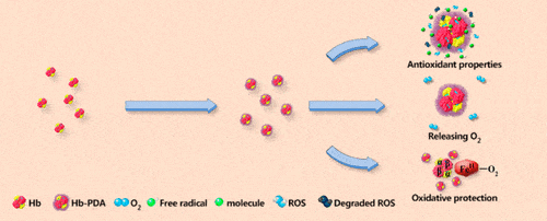 A diagram describing the beneficial properties of hemoglobin wrapped in a polydopamine type polymer - an antioxidant, releases oxygen molecules and protects against oxidative stress.