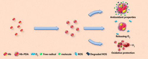رسم تخطيطي يصف الخصائص المفيدة للهيموجلوبين المغلف في بوليمر من نوع البوليدوبامين - وهو مضاد للأكسدة، ويطلق جزيئات الأكسجين ويحمي من الإجهاد التأكسدي.