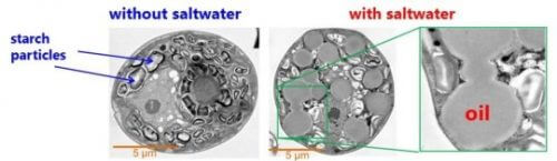 The differences in the contents of an acceleration cell depending on the type of solution - without salt water (left) and with salt water (right) [Courtesy of Kobe University]