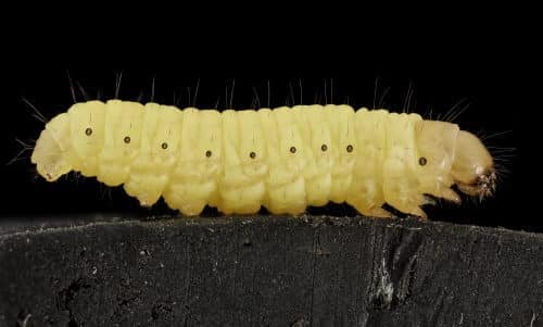 wax worm. Source: USGS Bee Inventory and Monitoring Lab.