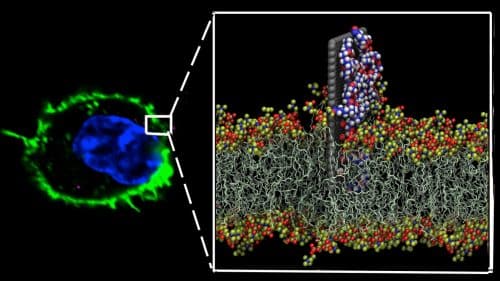 The graphene layer (gray) leads the nanomedicine (white, red and blue) to the outer wall of the cell (yellow and red). Source: Courtesy of IBM.