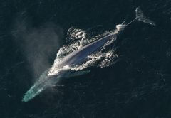 לווייתן כחול. מתוך PIXABAY.COM