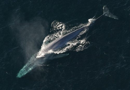 לווייתן כחול. הגידול בא בעקבות ריכוז הטרף באוקיאנוסים עקב גידול כיסוי הקרח ביבשות הצפוניות מתוך PIXABAY.COM